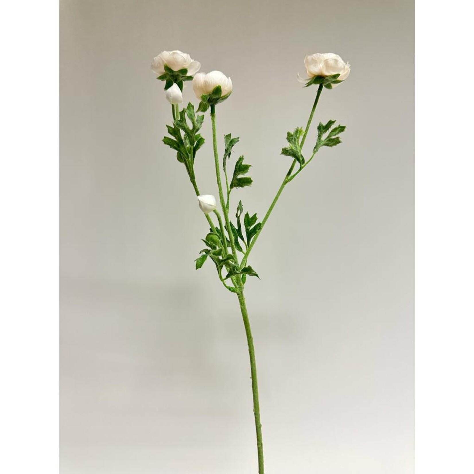 RANUNCULUS AVIV | WHITE| 65 CM