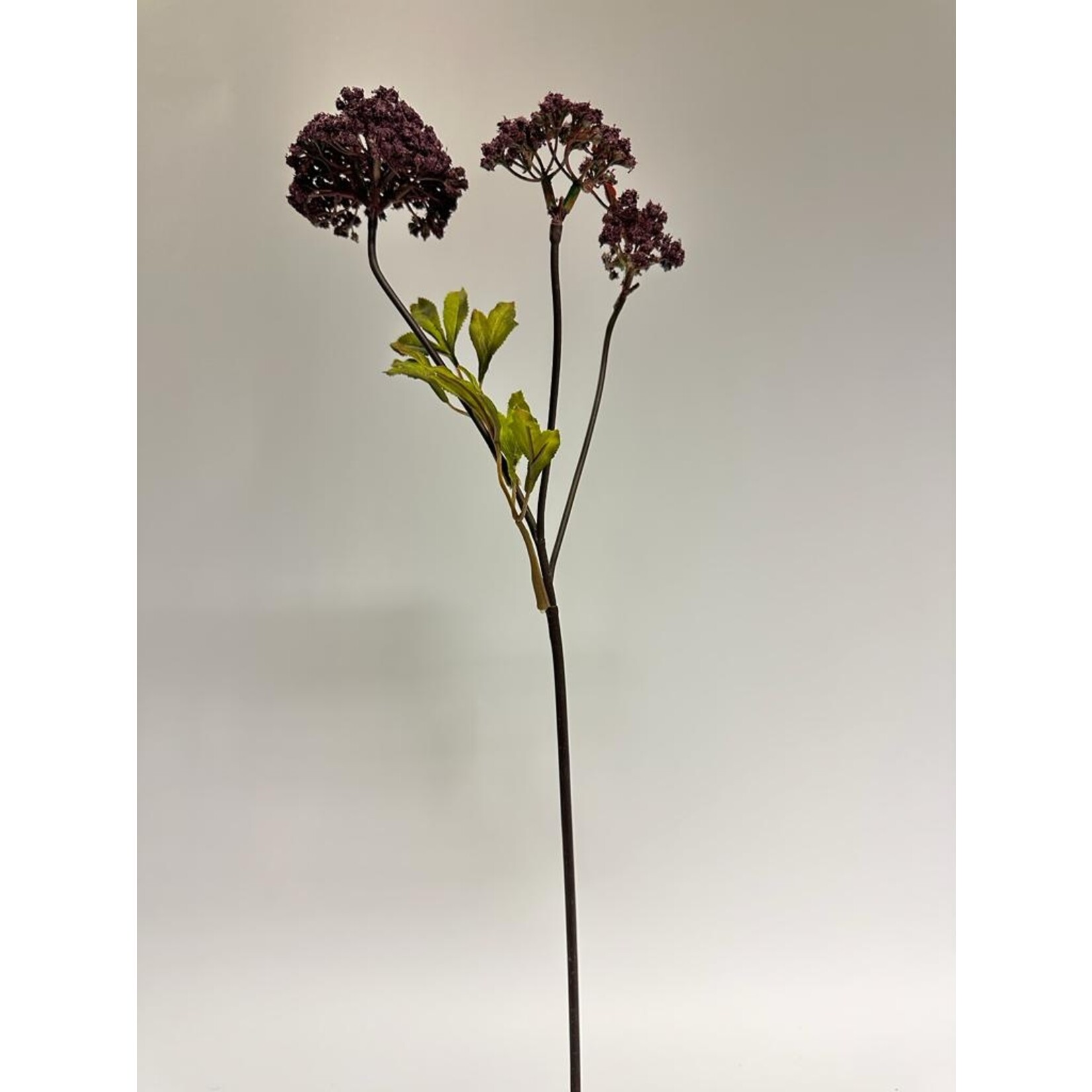 ANGELICA GIGAS | BURGUNDY | 72 CM