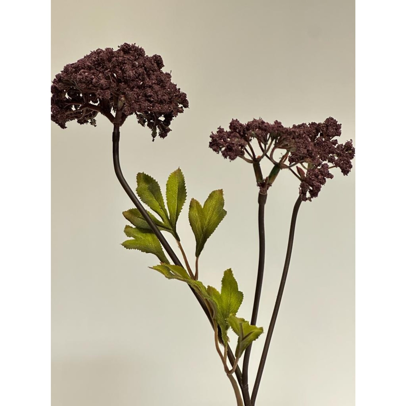 ANGELICA GIGAS | BURGUNDY | 72 CM