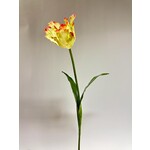 PARROT TULIP | YELLOW PINK | 80 CM