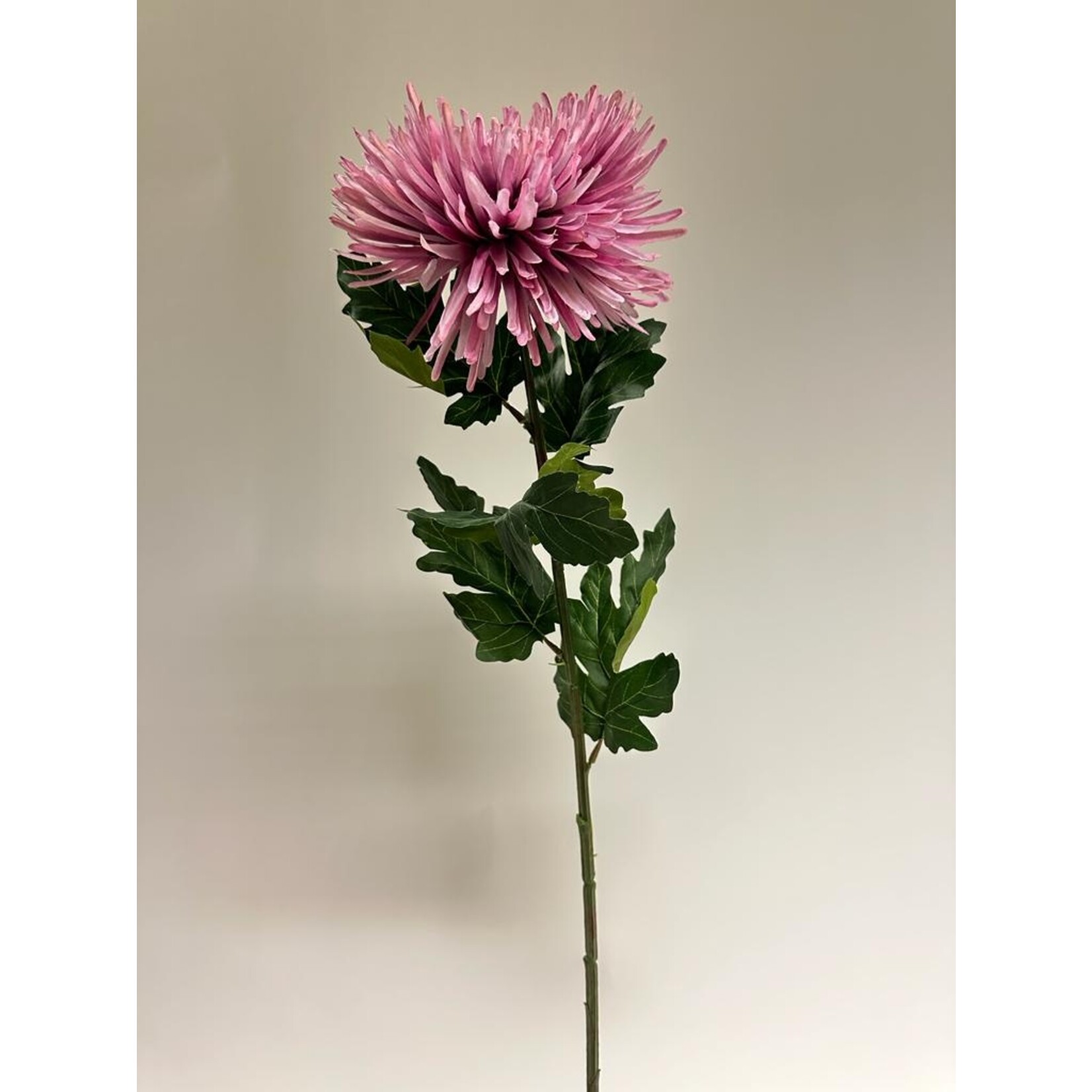 CHRYSANT GILBERT LEIGH | ROZE | 78 CM