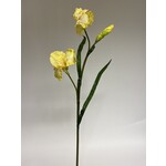 IRIS | YELLOW | 83 CM