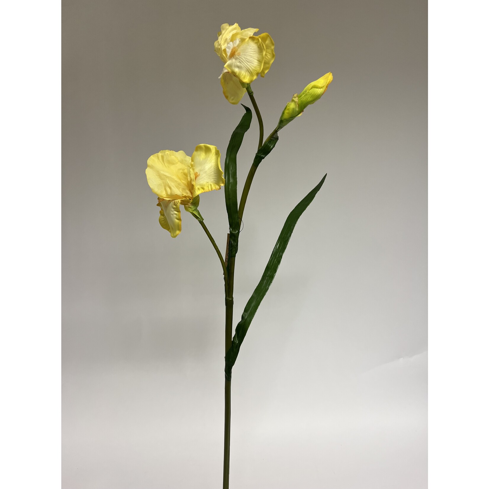 IRIS OLA KALA | YELLOW | 83 CM