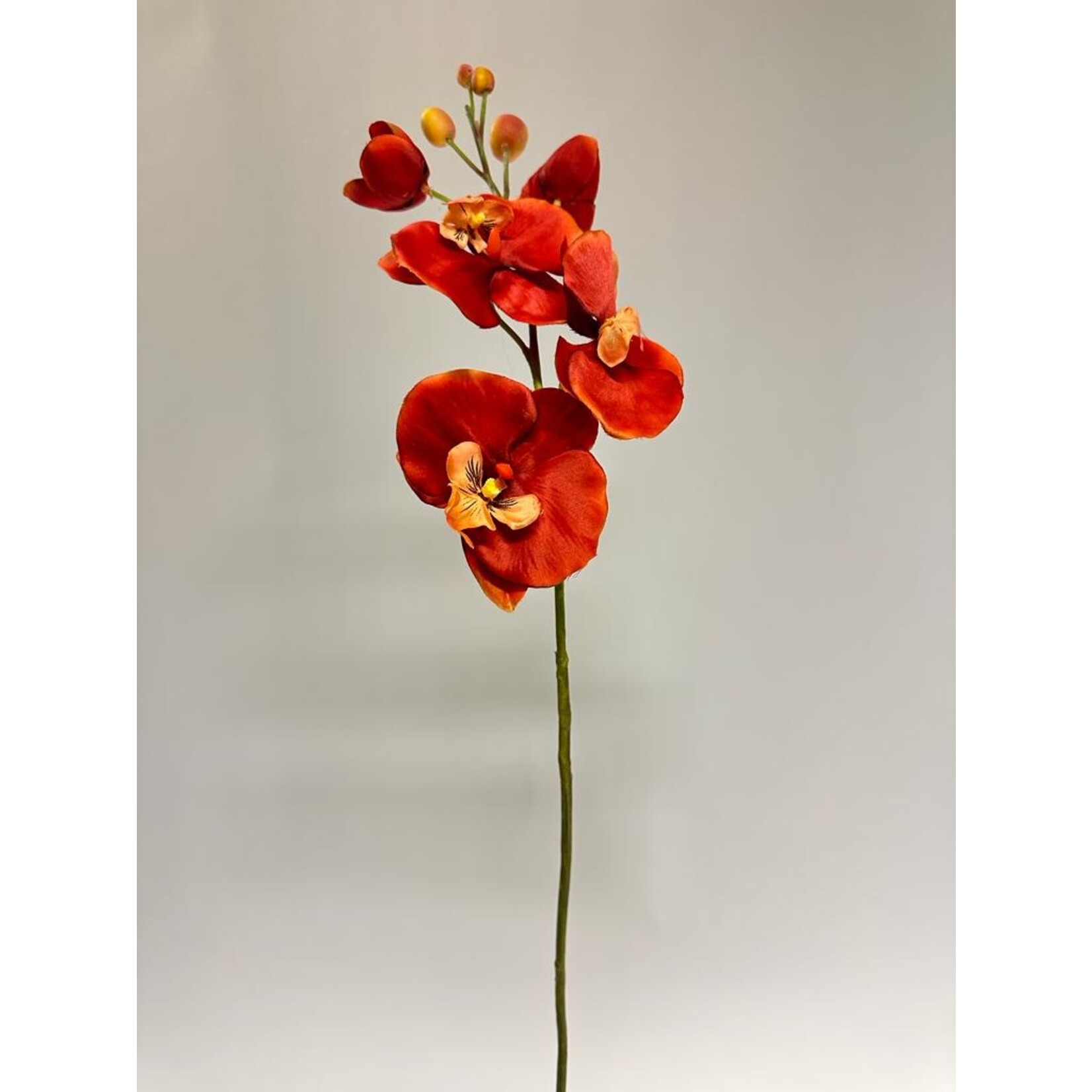 ORCHIDEE HAZEL FAY | ORANGE | 75 CM