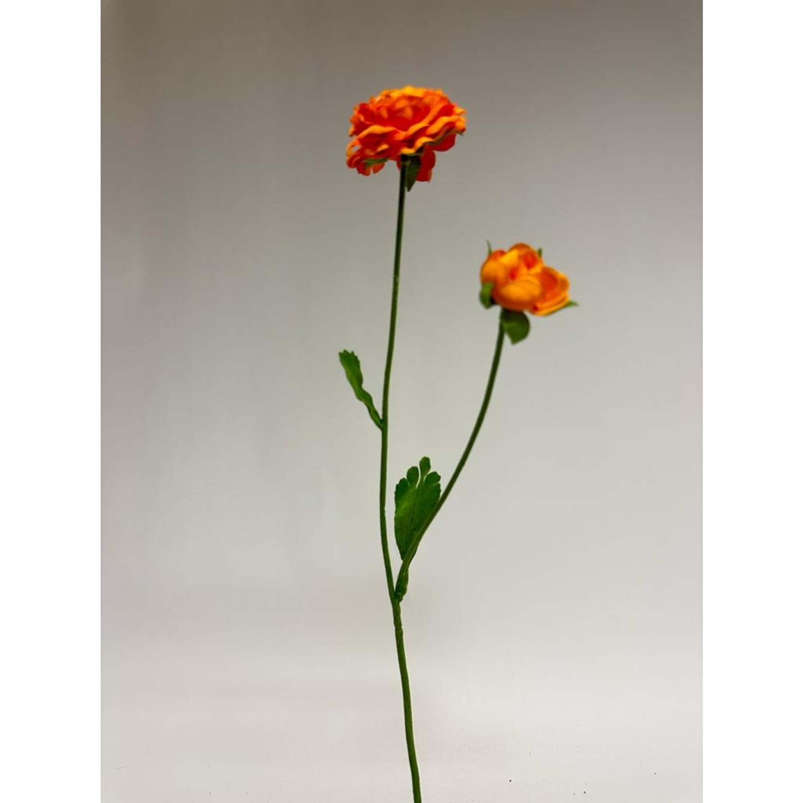 RANUNCULUS X2 | ORANGE | 54 CM