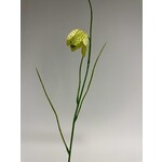 FRITILLARIA | GREEN | 45 CM