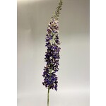 EREMURUS | PURPLE | 130 CM