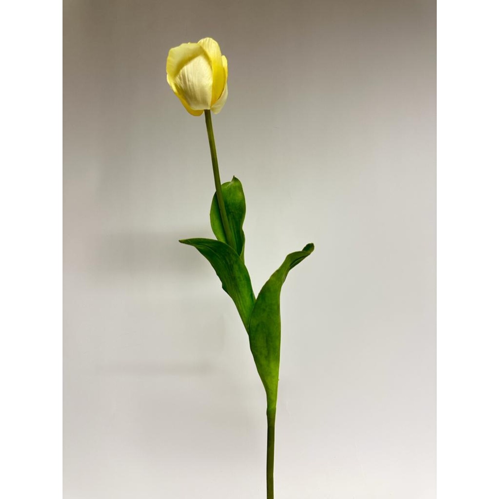 TULIP CREME FRAICHE | CREME  | 66 CM