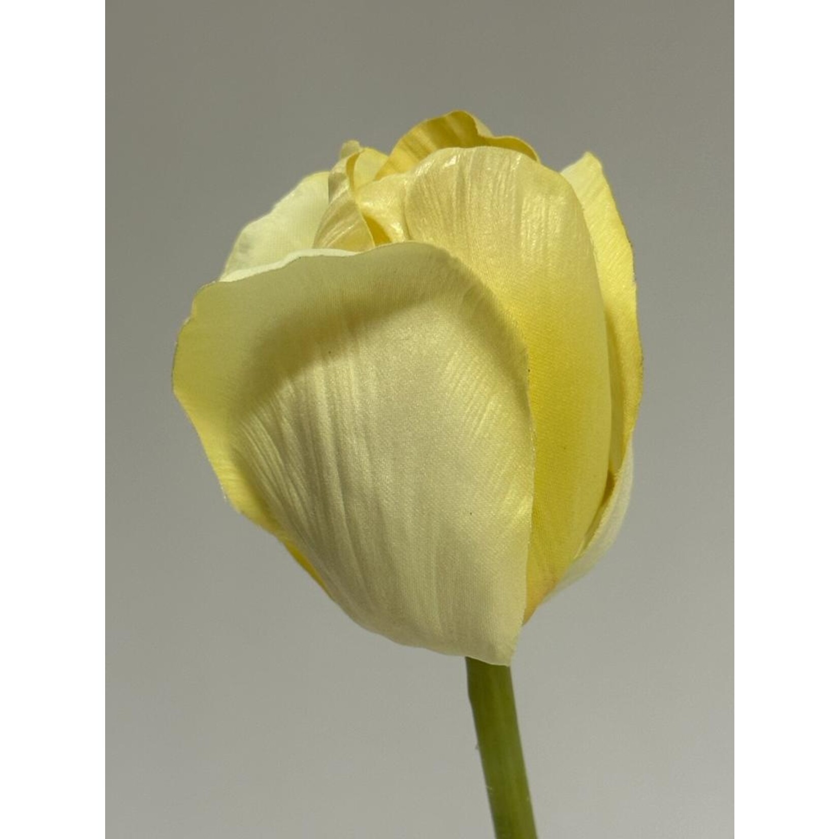 TULIP CREME FRAICHE | CREME  | 66 CM
