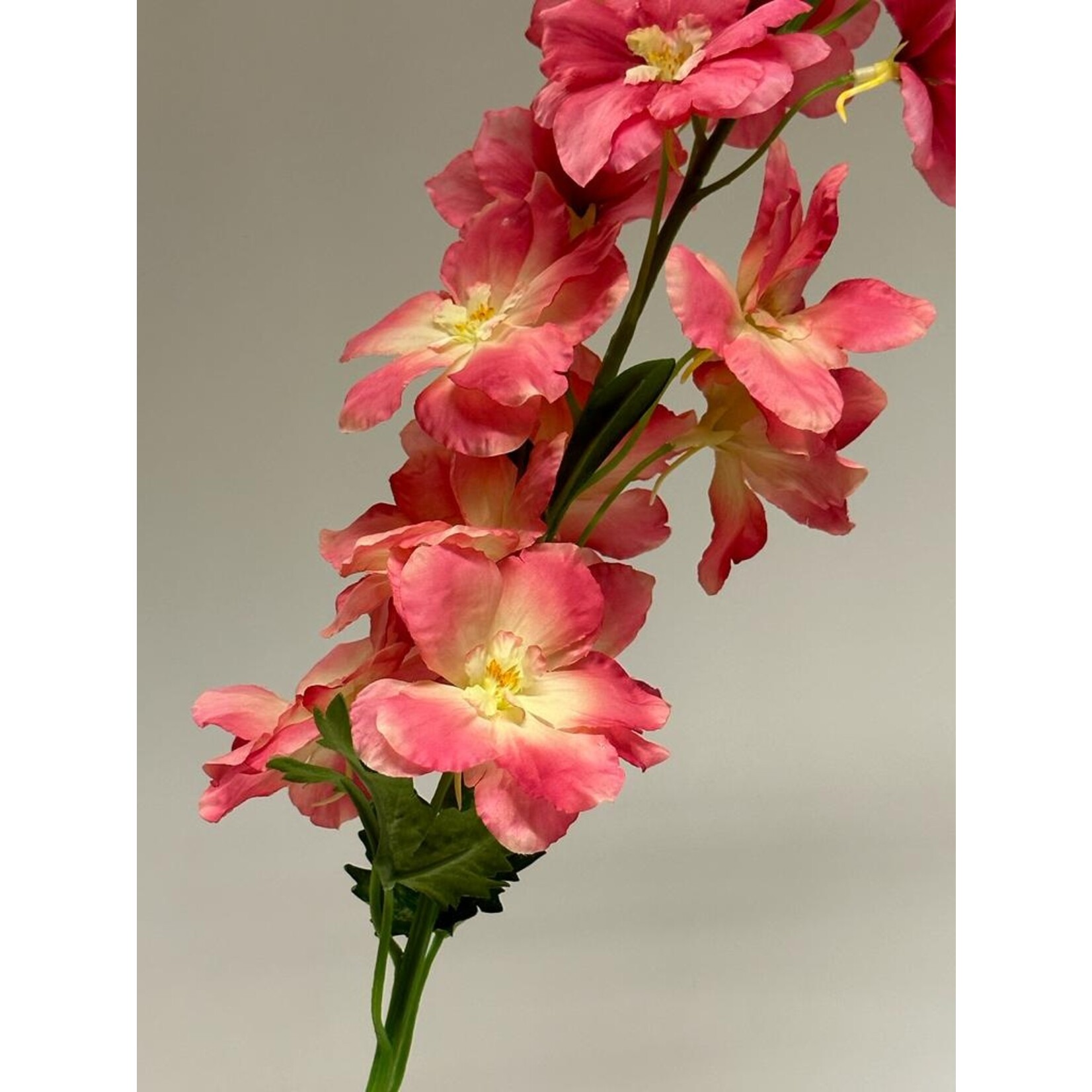 RIDDERSPOOR ROSY GEM | ROZE | 95 CM