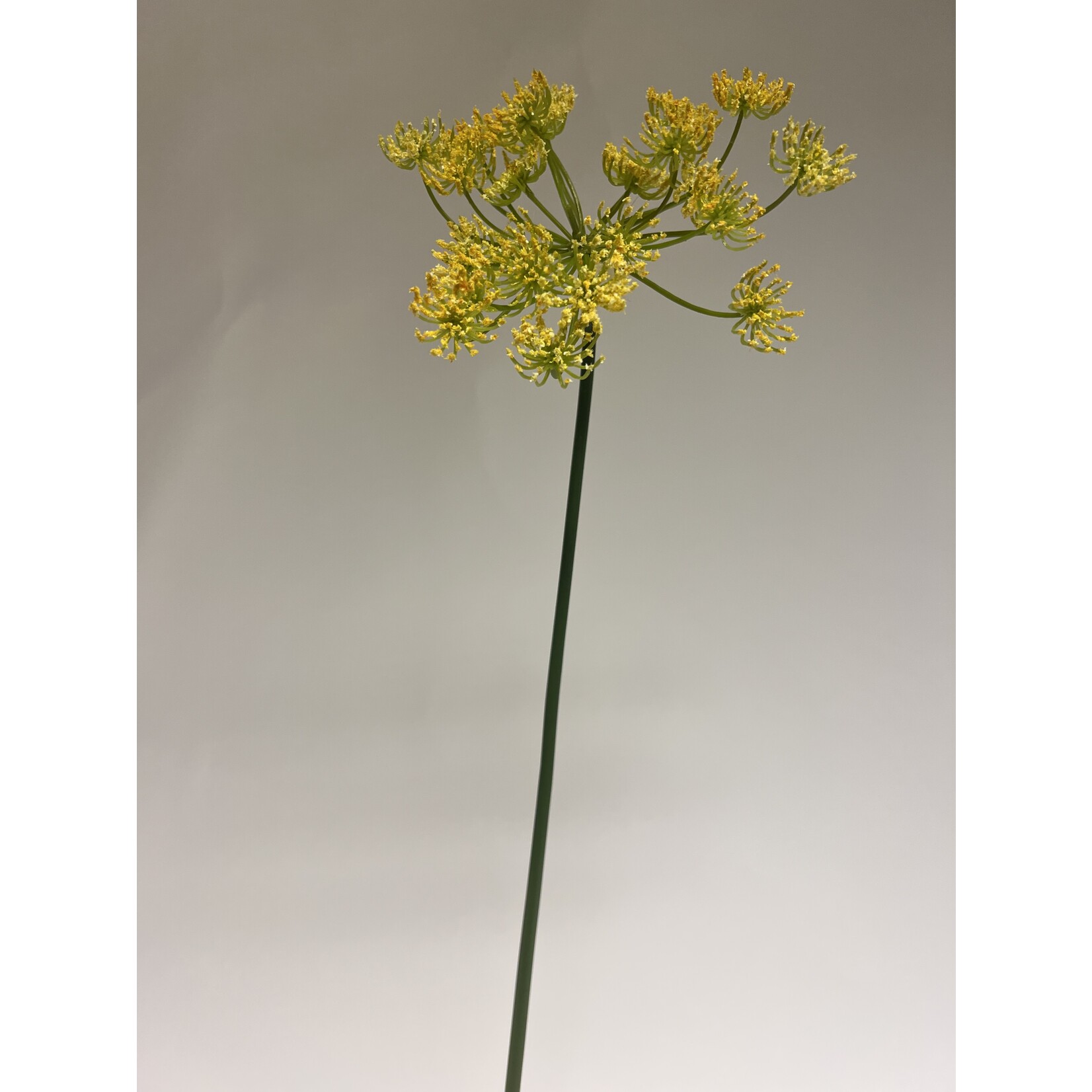 FENNEL | YELLOW | 73 CM