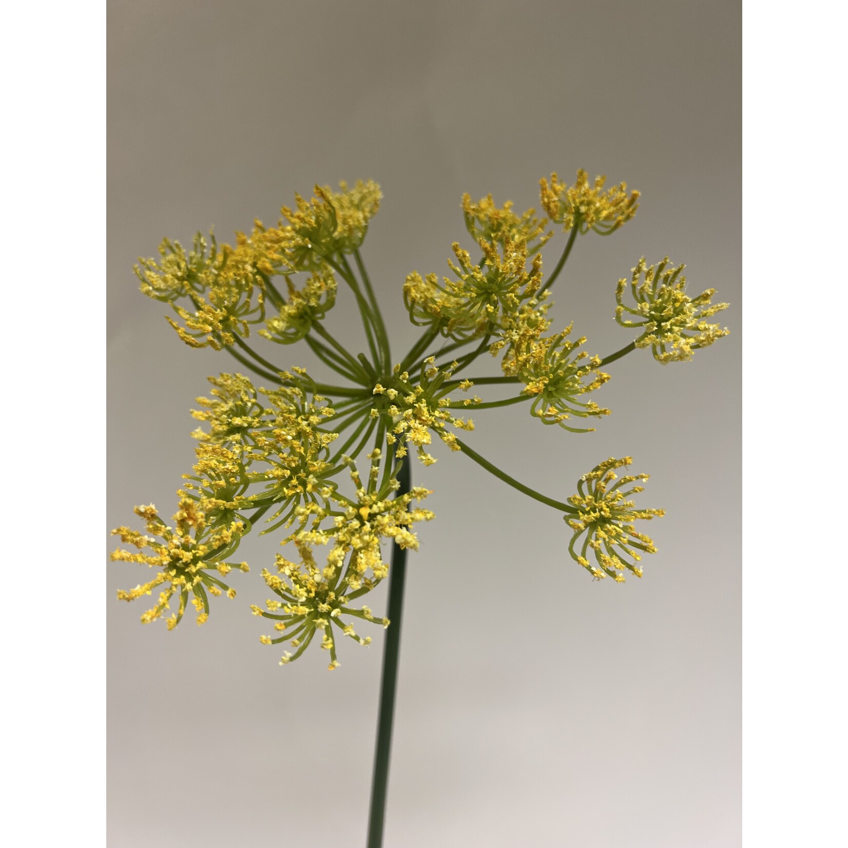 FENNEL | YELLOW | 73 CM