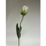 TULIP | WHITE GREEN  | 64 CM