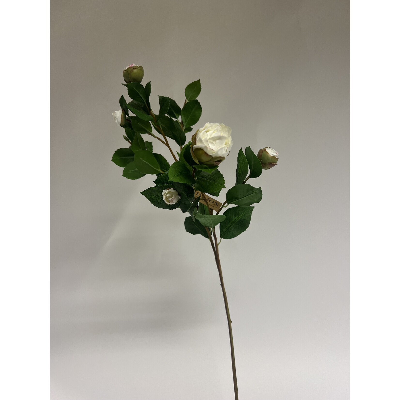 CAMELIA IN BUD | WHITE  | 70 CM