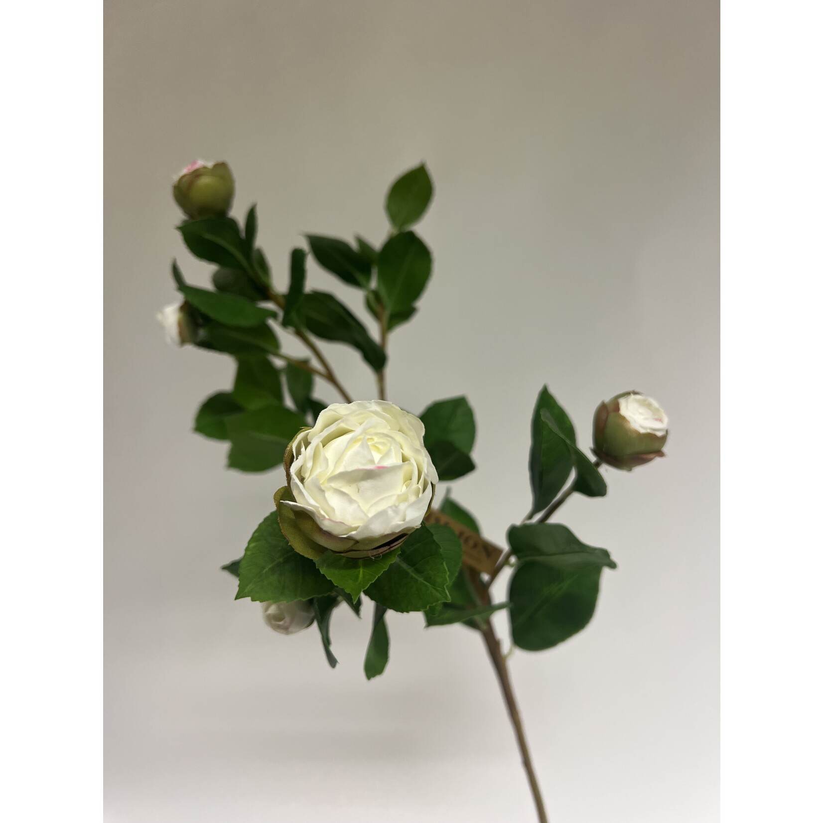 CAMELIA IN BUD | WHITE  | 70 CM