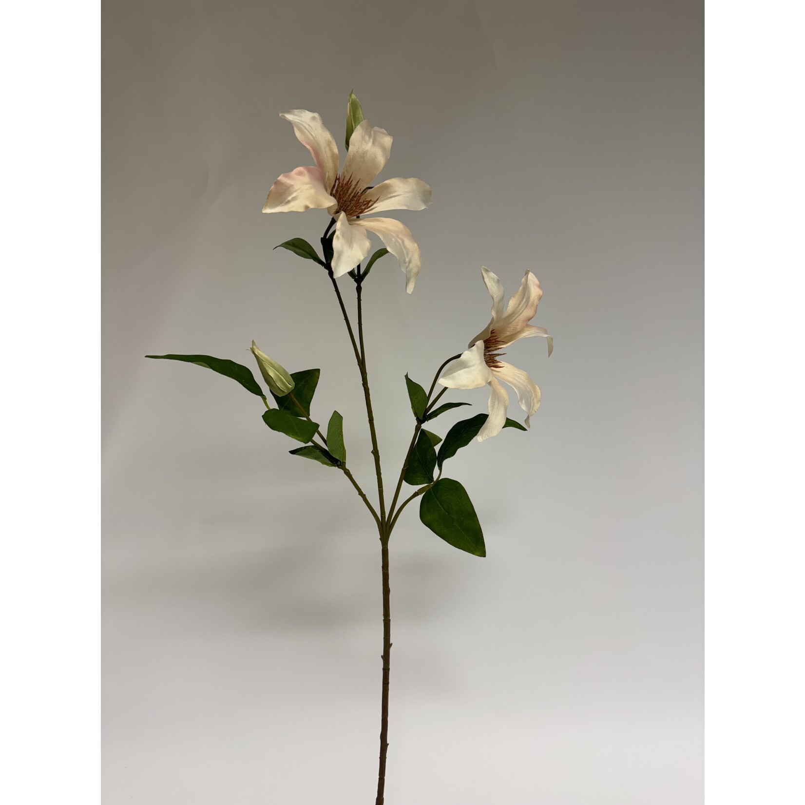 CLEMATIS VANCOUVER | PERZIK | 65 CM