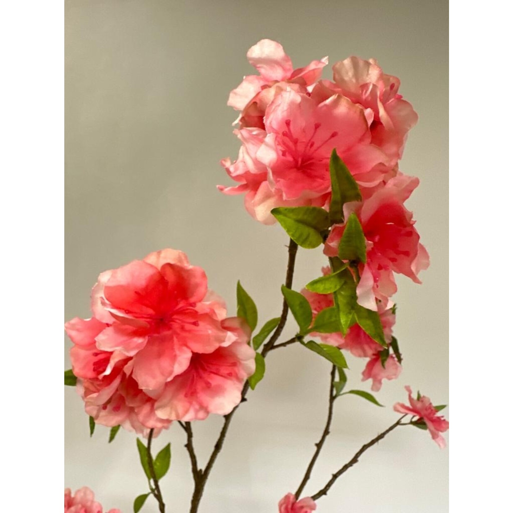 BLOESEM KANZAN | ROZE | 115 CM