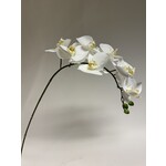 ORCHIDEE | WIT | 98 CM