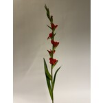 GLADIOLUS | RED | 100 CM