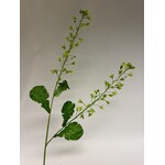 CANOLA BRANCH | GREEN | 85 CM
