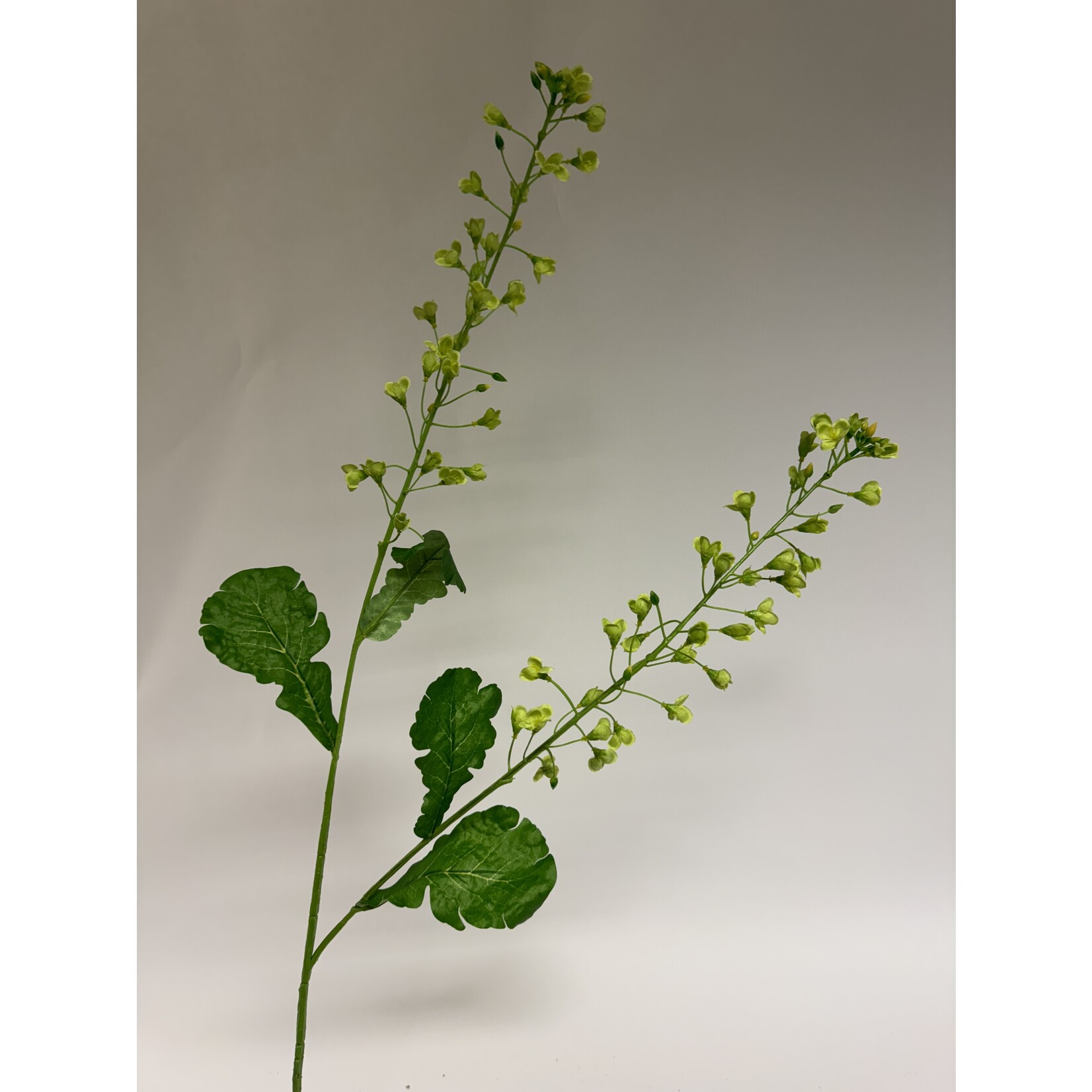 CANOLA BRANCH | GREEN | 85 CM