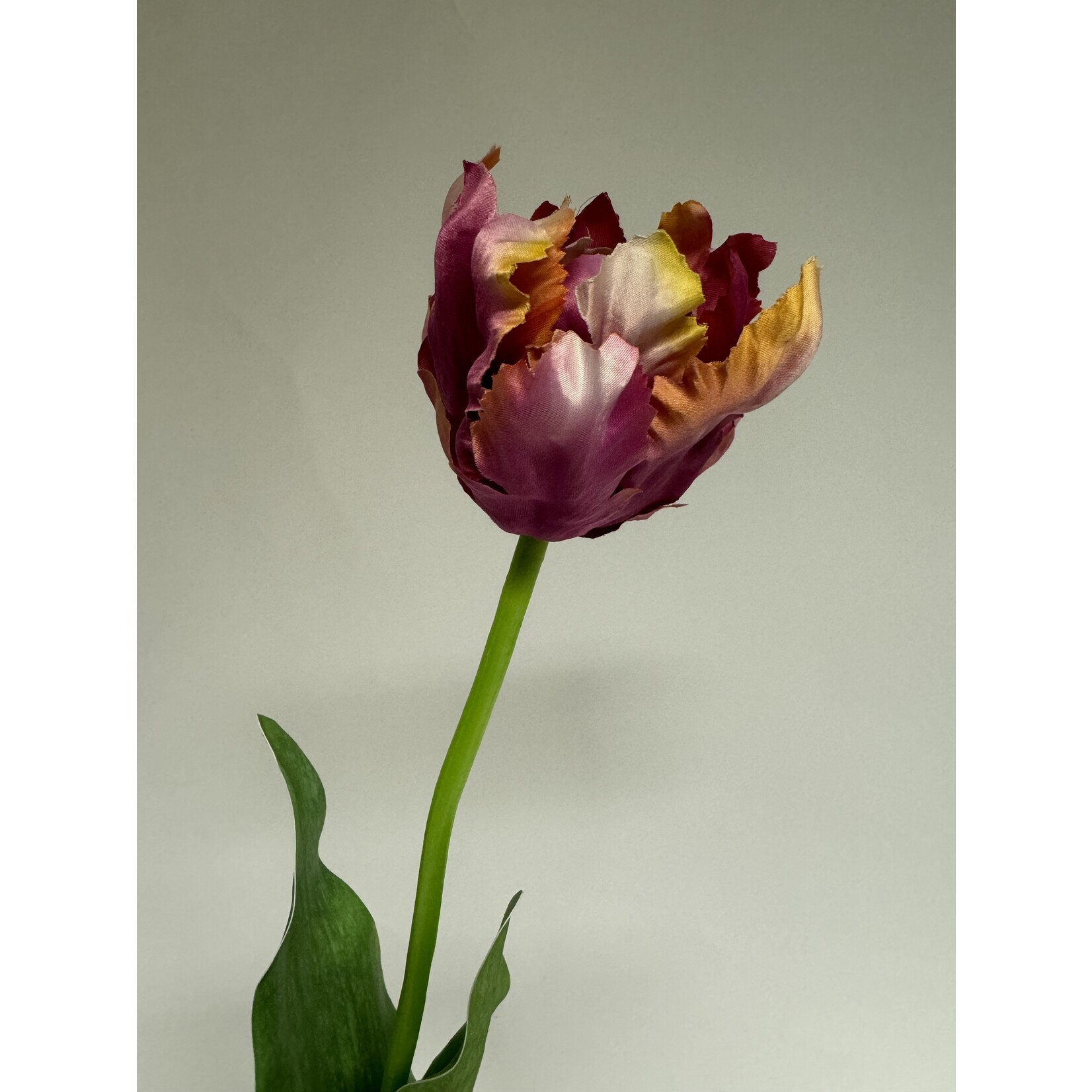 PARKIET TULP AMAZING | ROZE| 66 CM