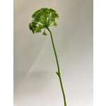 DAUCUS CAROTA| GREEN | 70 CM