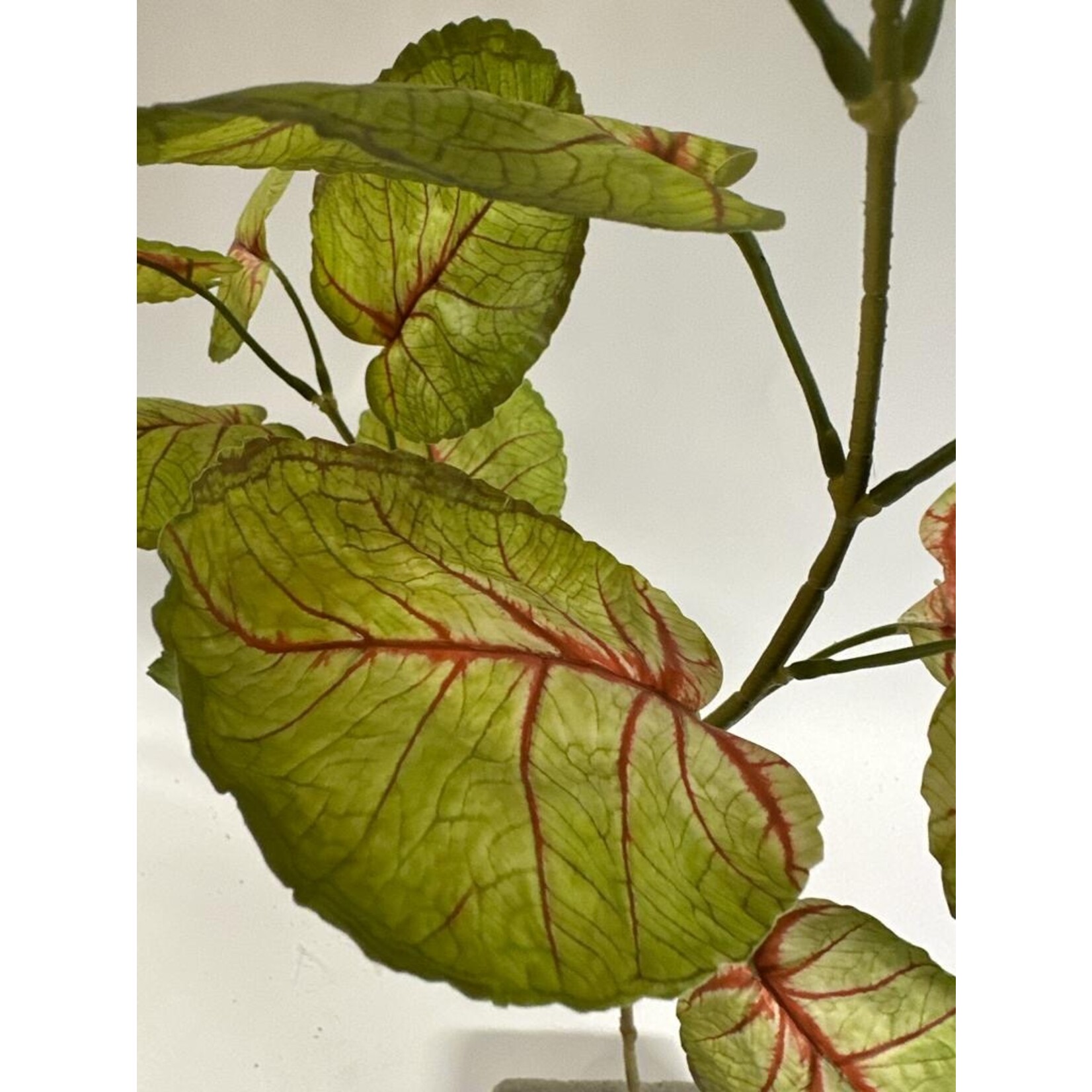 CALADIUM  WHITE QUEEN | GREEN RED | 75 CM