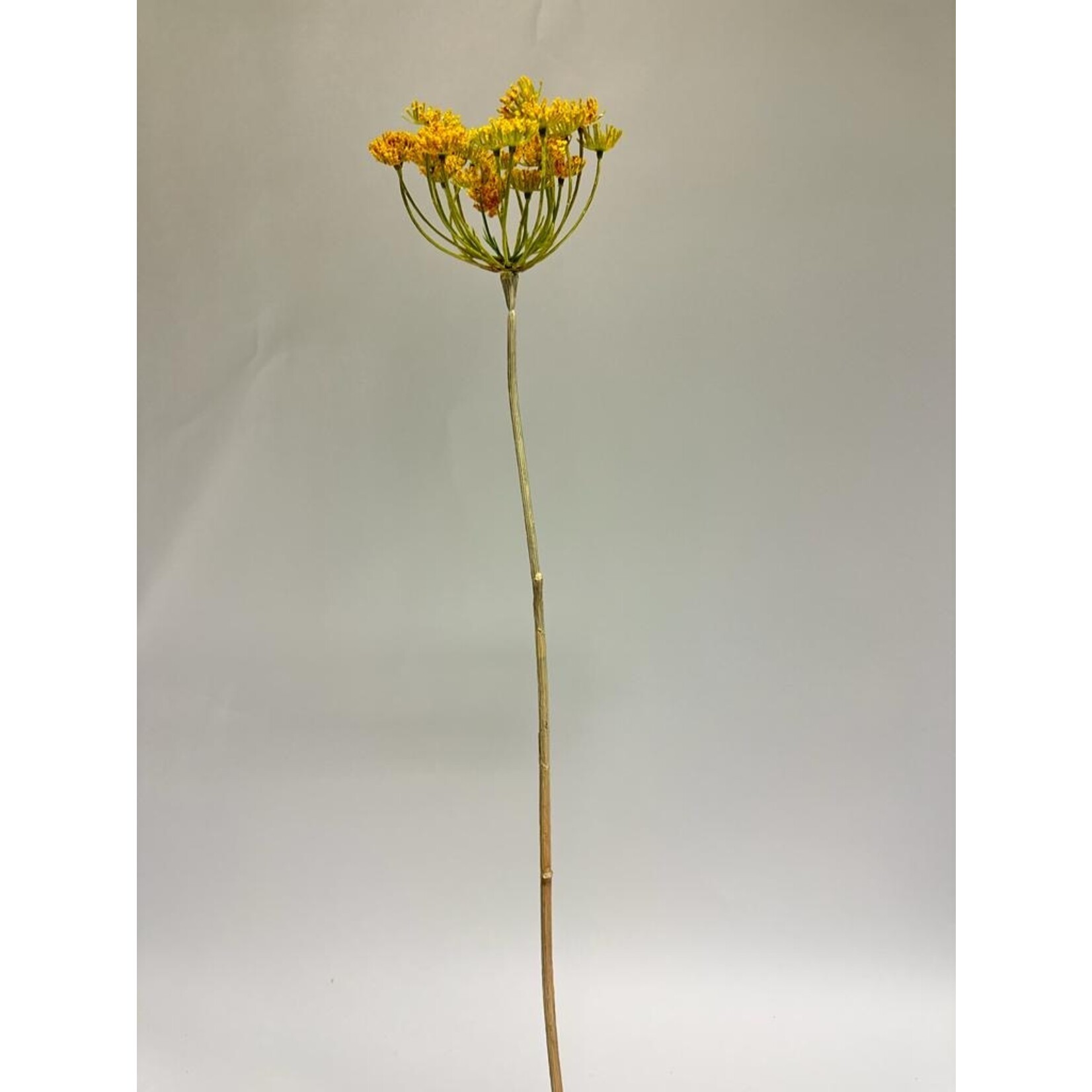 DILL | YELLOW | 72 CM