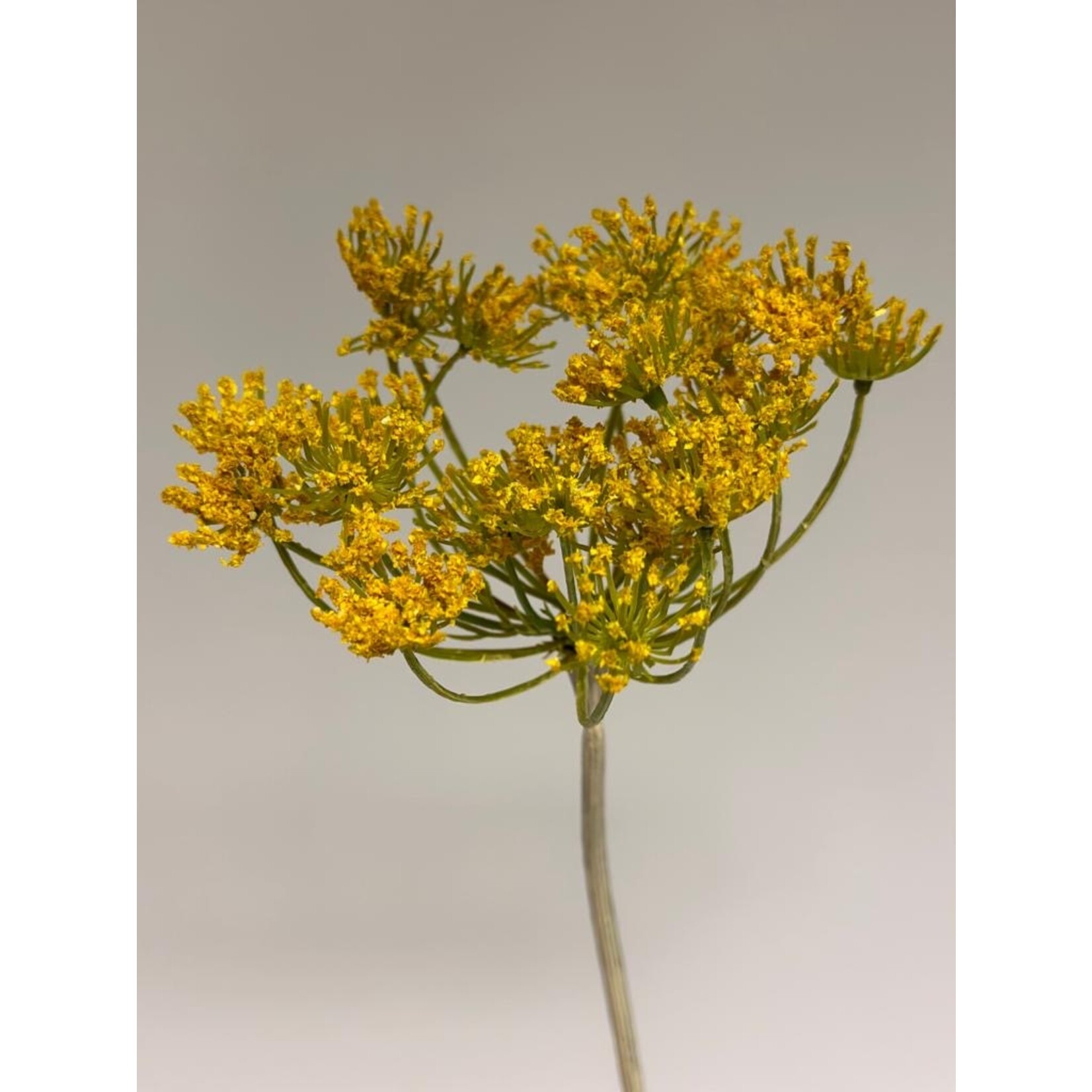 DILL | YELLOW | 72 CM