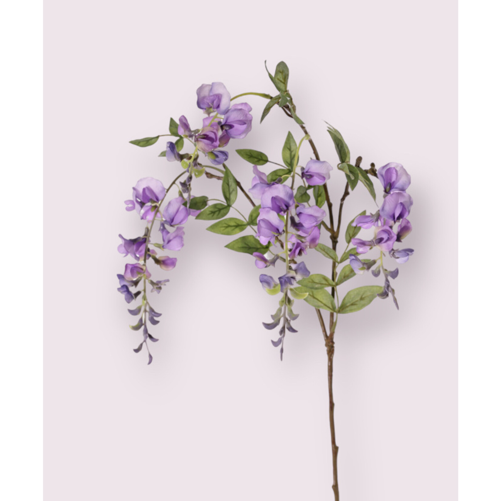 WISTERIA | PAARS| 105 CM