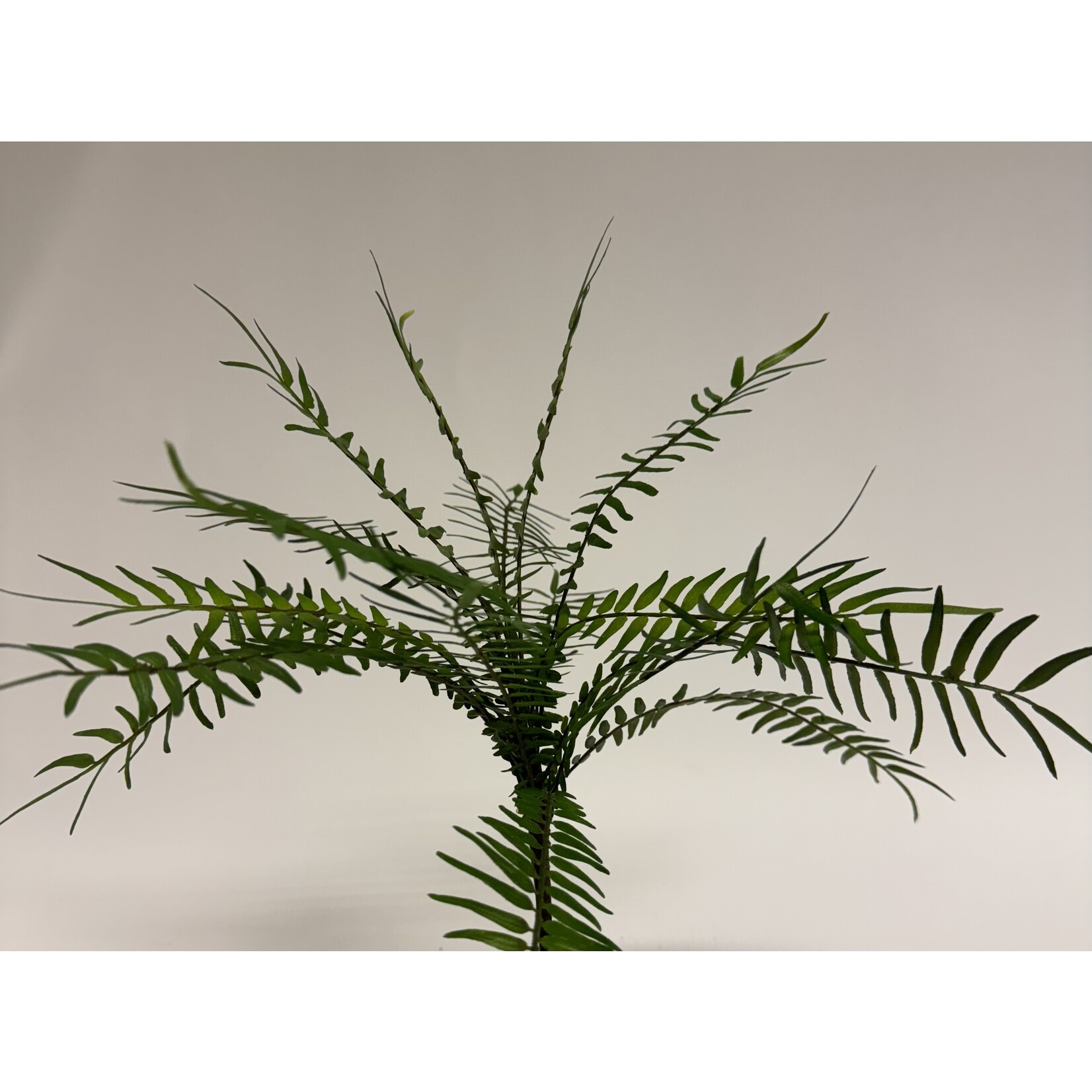 FERN BRANCH | GREEN | 25 CM