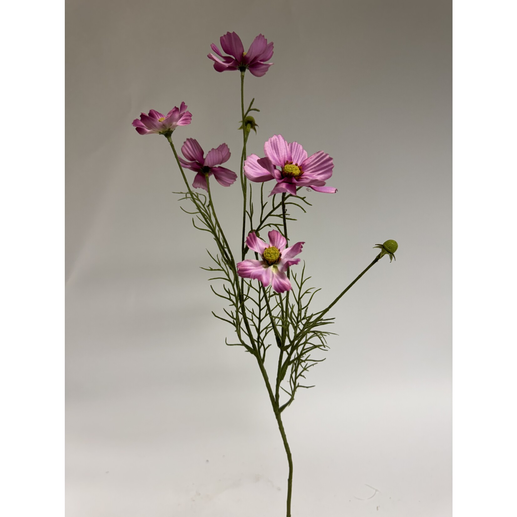 COSMEA  SENSATION | ROZE | 72 CM