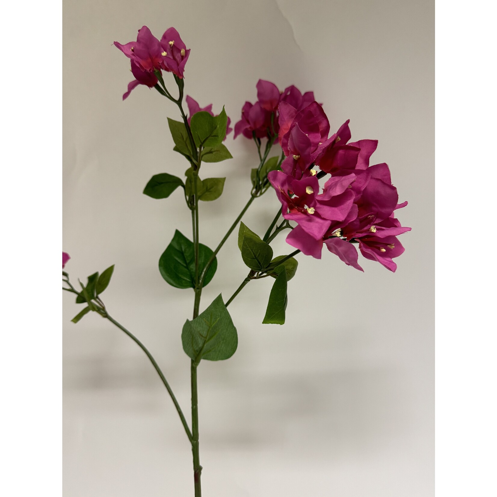 BOUGAINVILLEA ALEXANDRA | PINK  | 91 CM