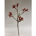 KANGAROOPAW | ORANGE | 76 CM