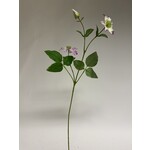 CLEMATIS | ROZE | 70 CM