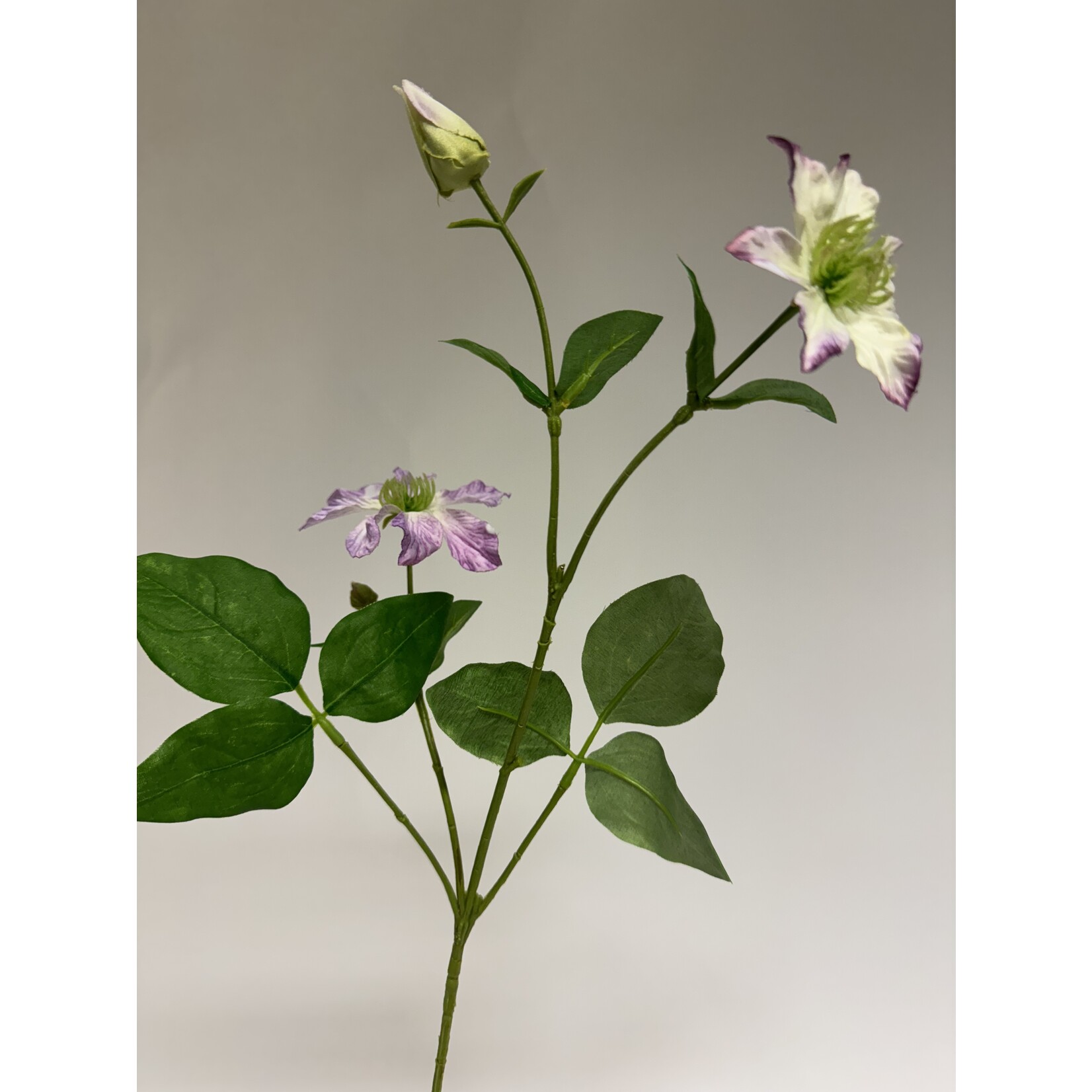 CLEMATIS HAGLEY HYBRID | ROZE | 70 CM