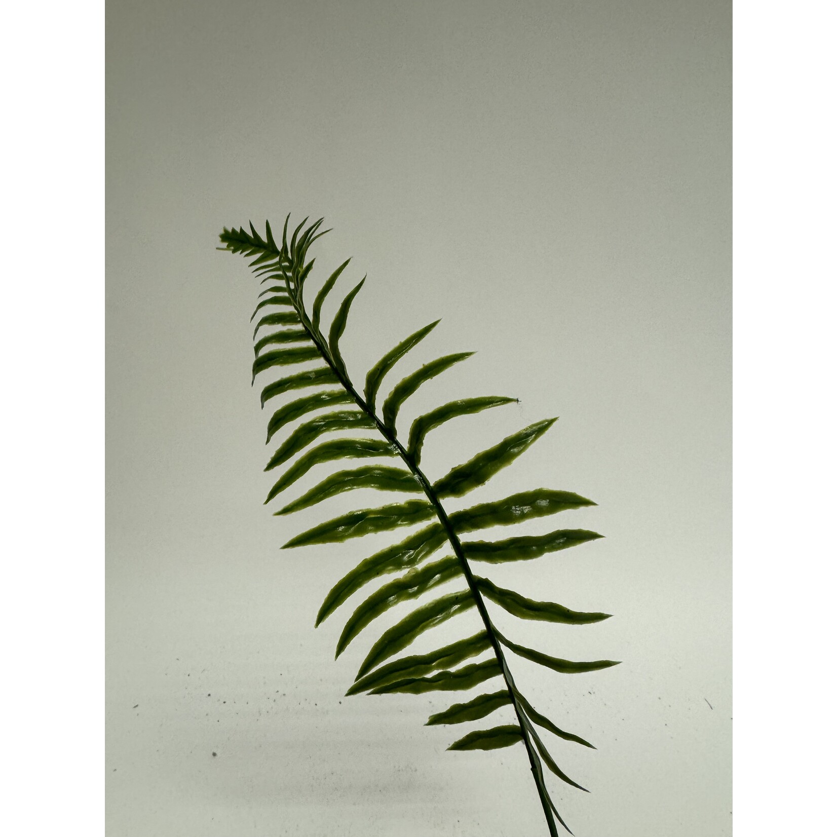 FERN LEAF SINGLE |GREEN | 40 CM