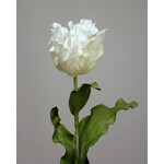 PARROT TULIP | WHITE | 83 CM