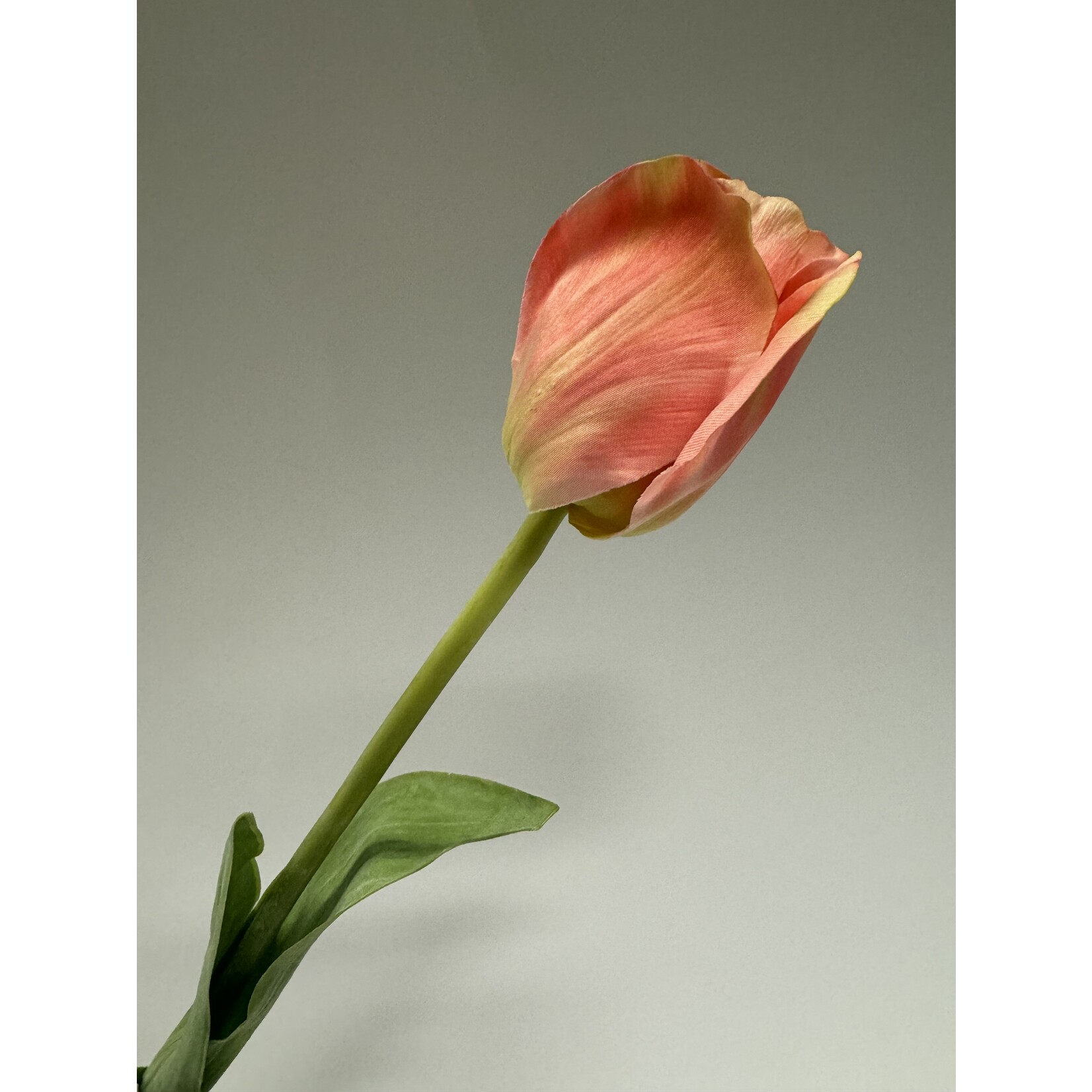 TULP LIGHT & DREAMY| ROZE | 66 CM