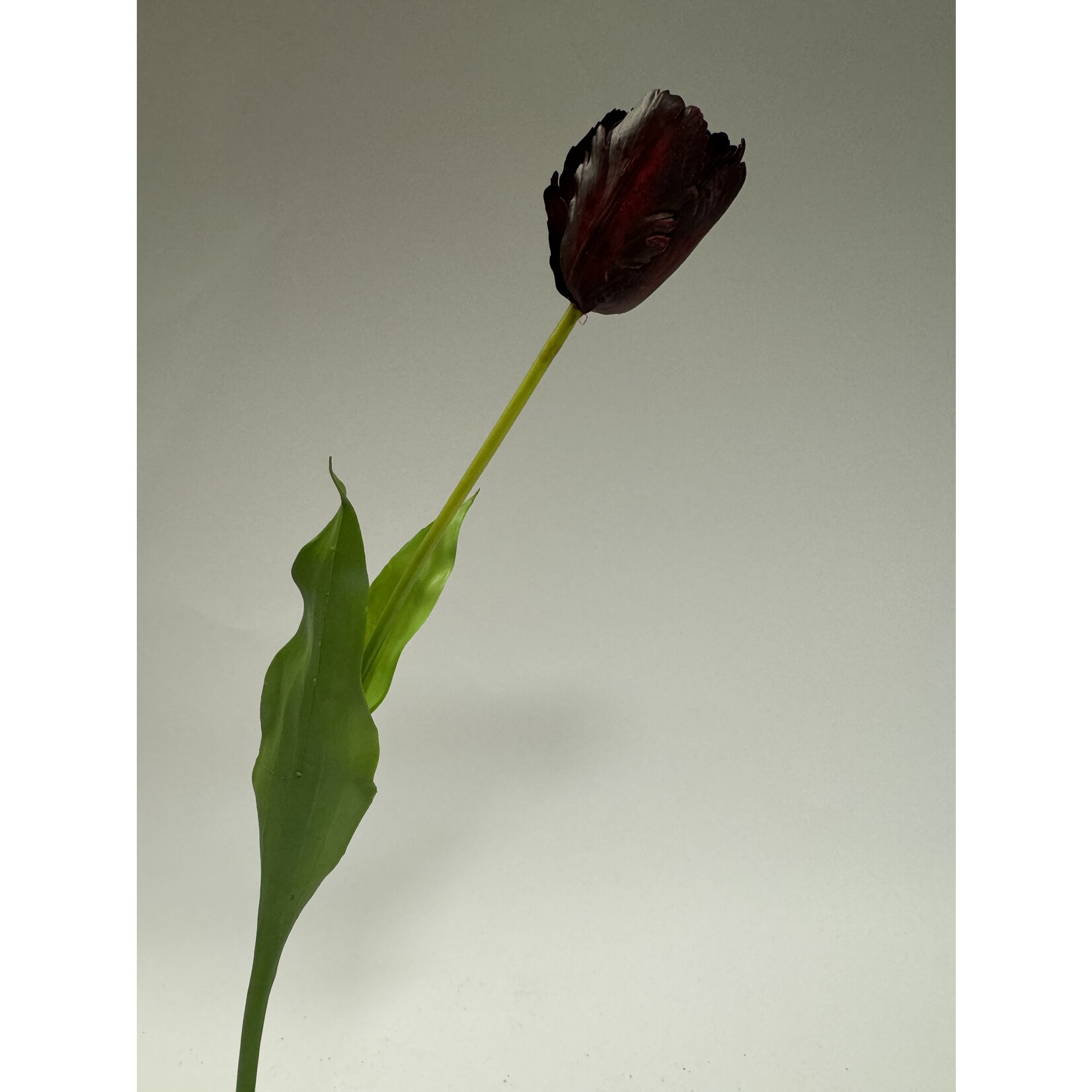 PARKIET TULP | PAARS | 60 CM