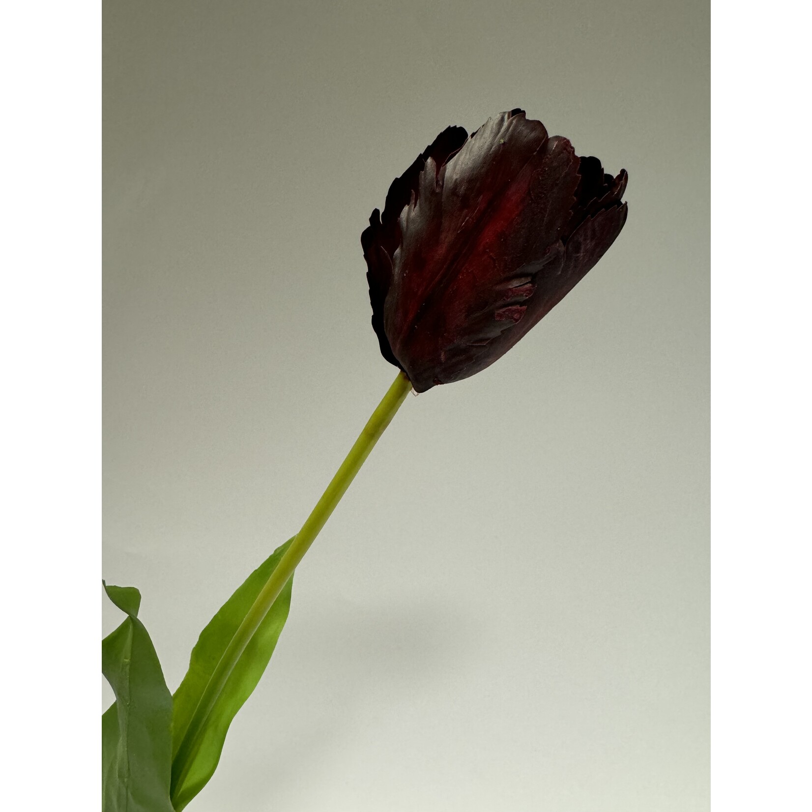 PARROT TULIP | PURPLE | 60 CM