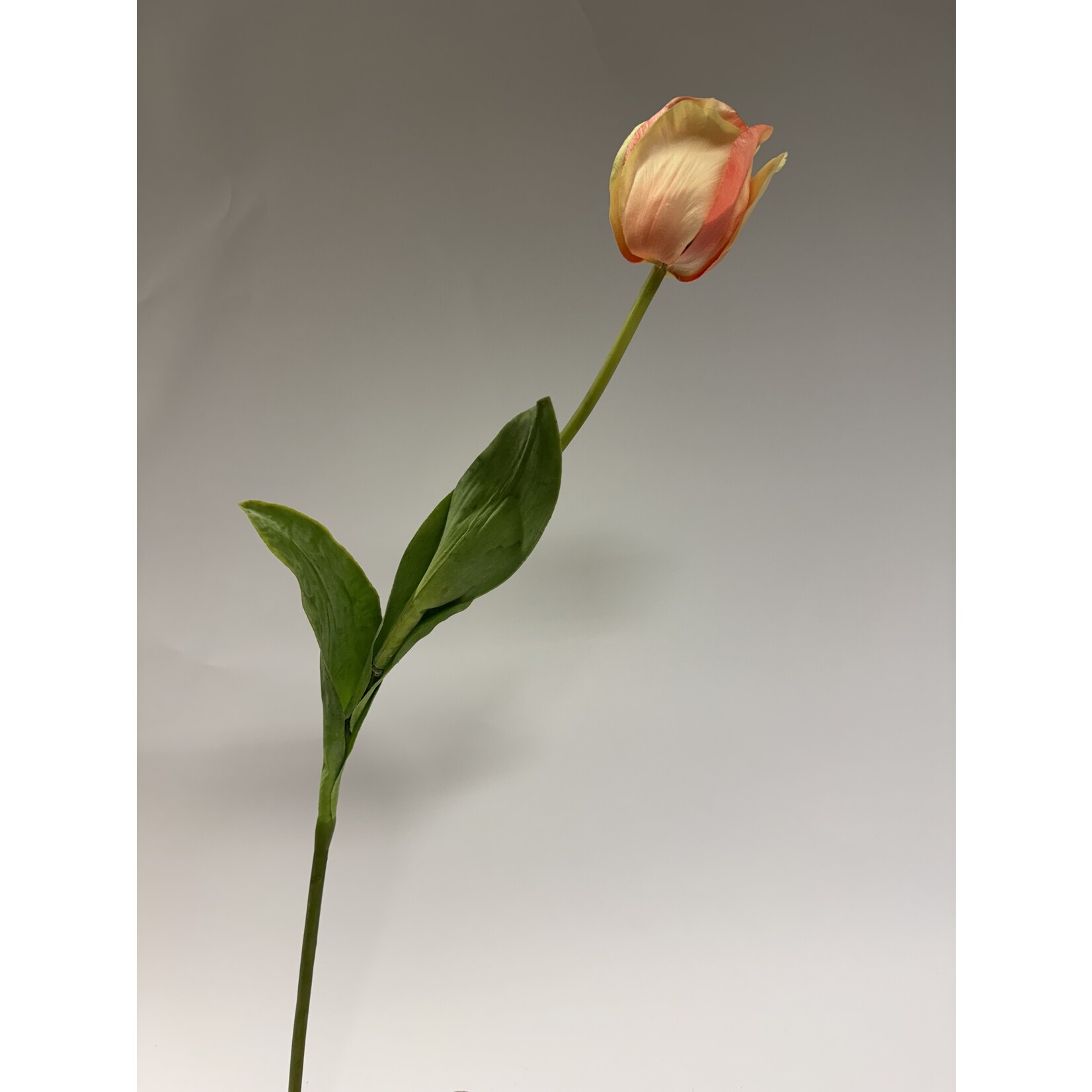 TULIP FOXY FOXTROT | PEACH  | 66 CM