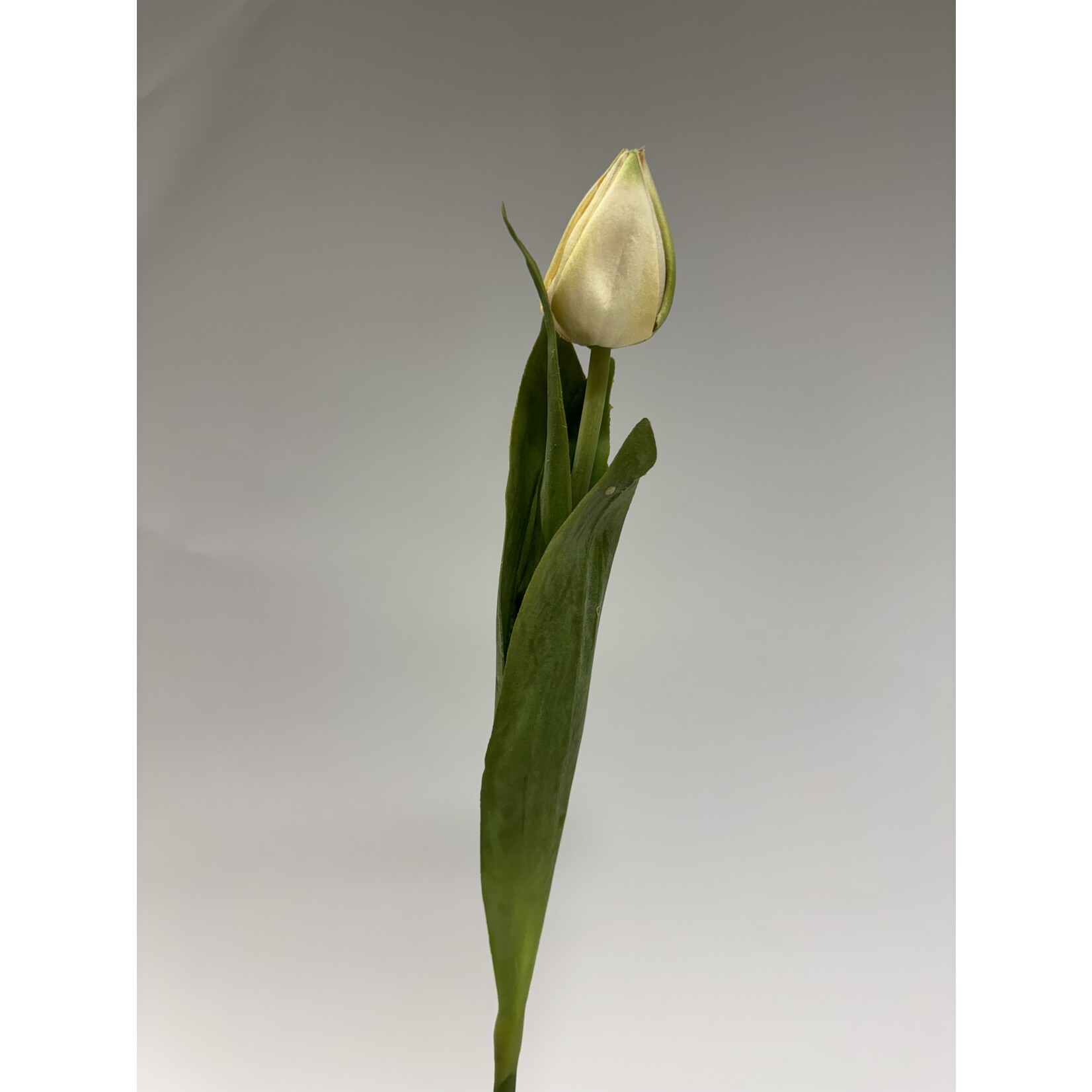 TULP BALLADE | WIT GROEN | 38 CM