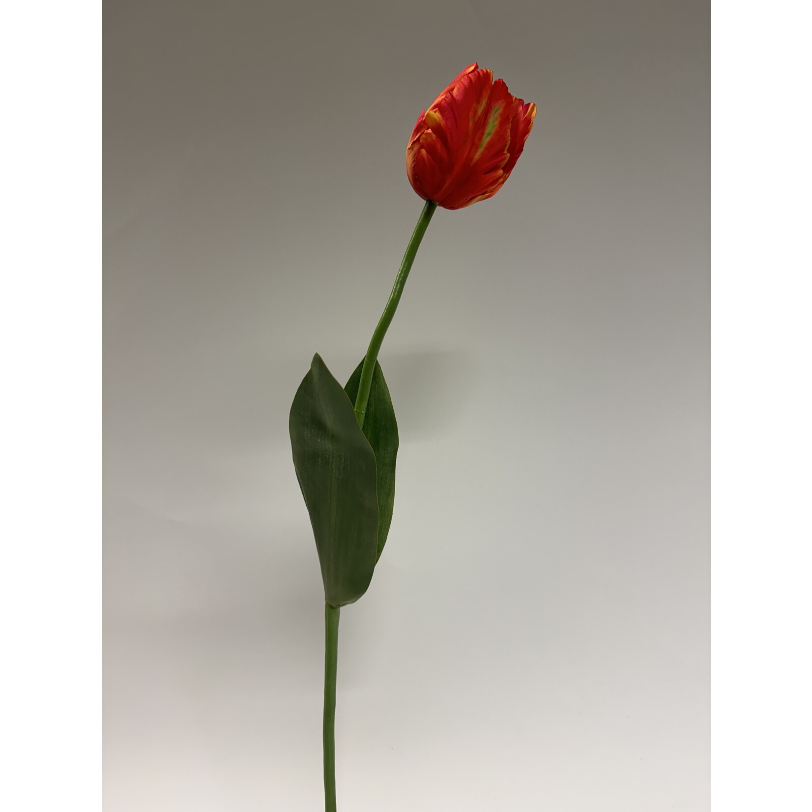 TULIP THE RED BOX | RED  | 64 CM