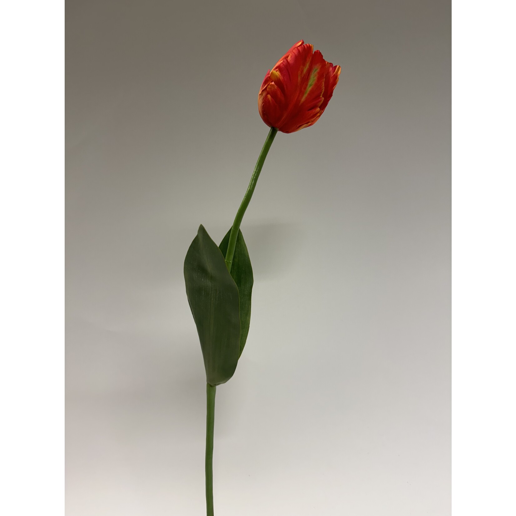 TULP THE RED BOX | ROOD | 64 CM