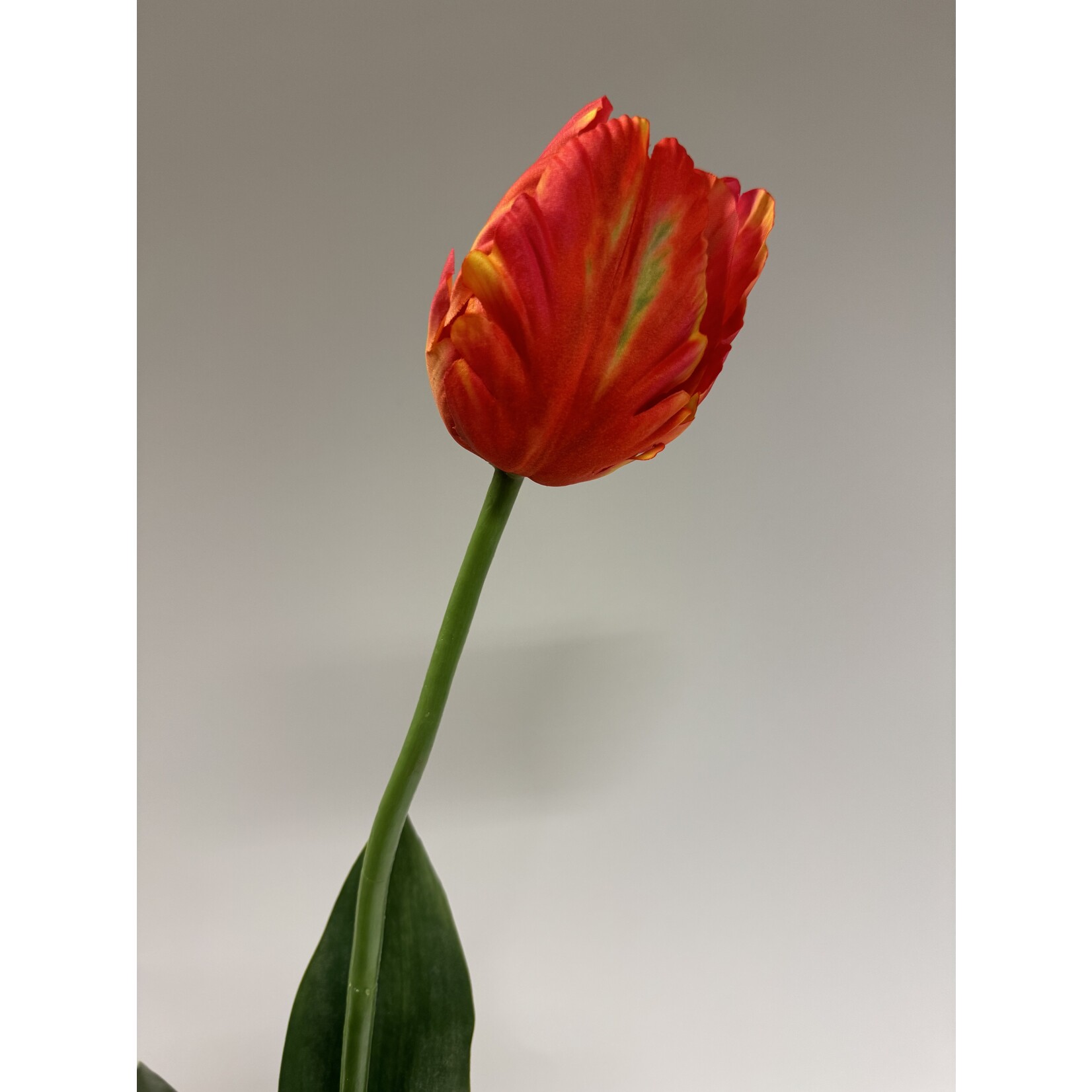 TULIP THE RED BOX | RED  | 64 CM