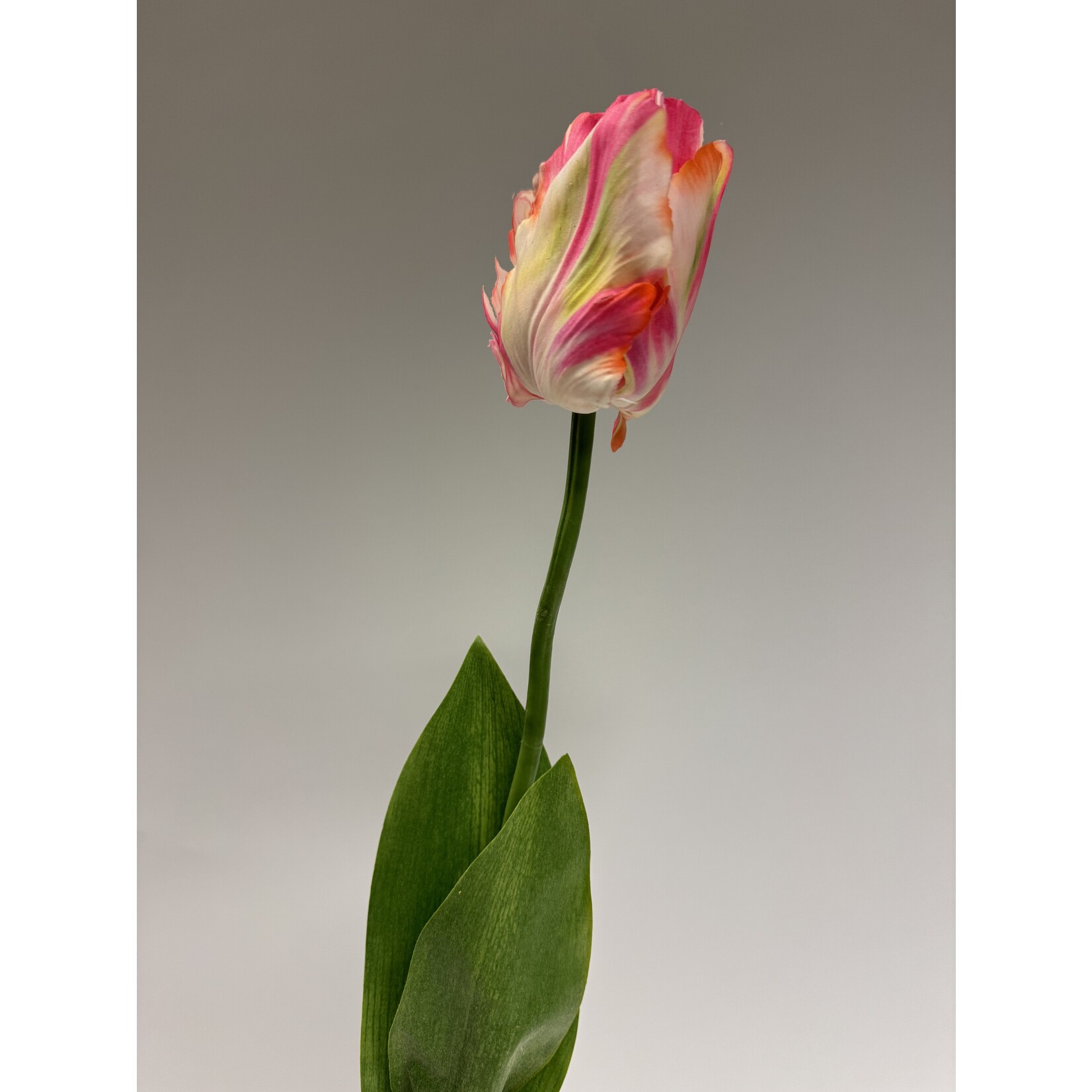 TULIP | PINK WHITE  | 64 CM