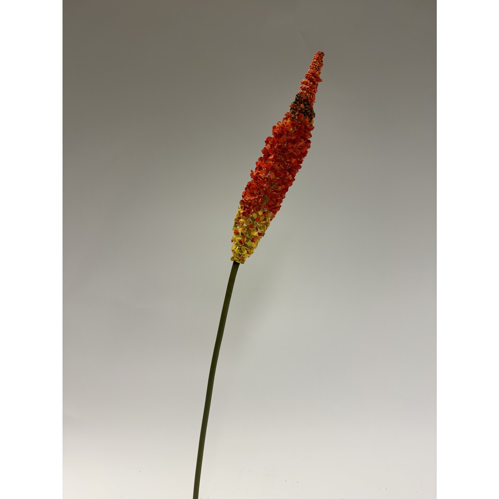 FOXTAIL | RED | 70 CM