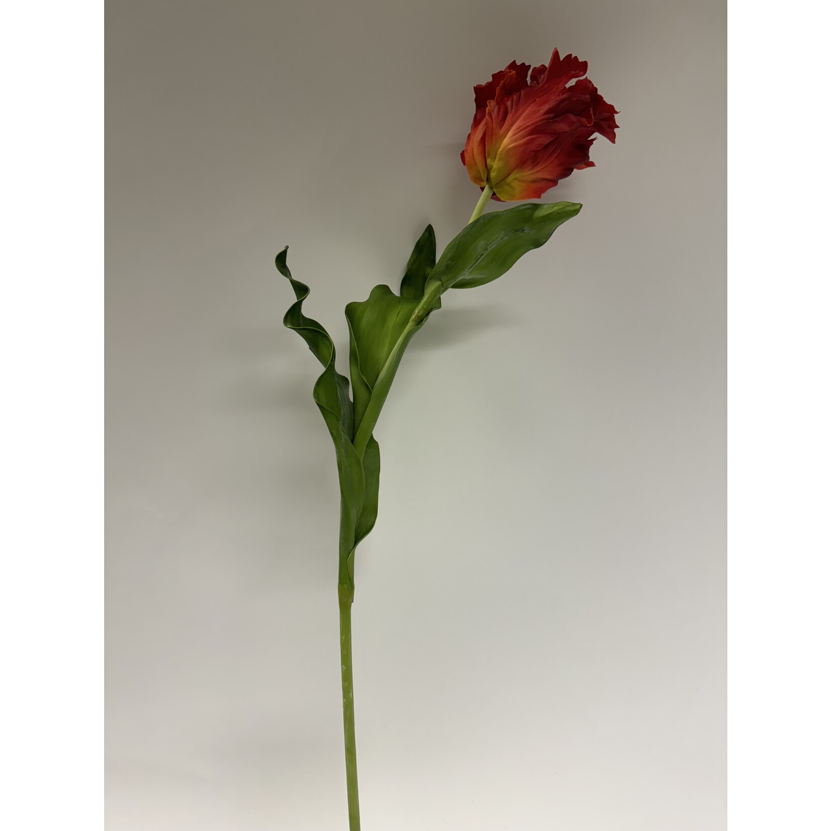 PARROT TULIP | RED | 83 CM